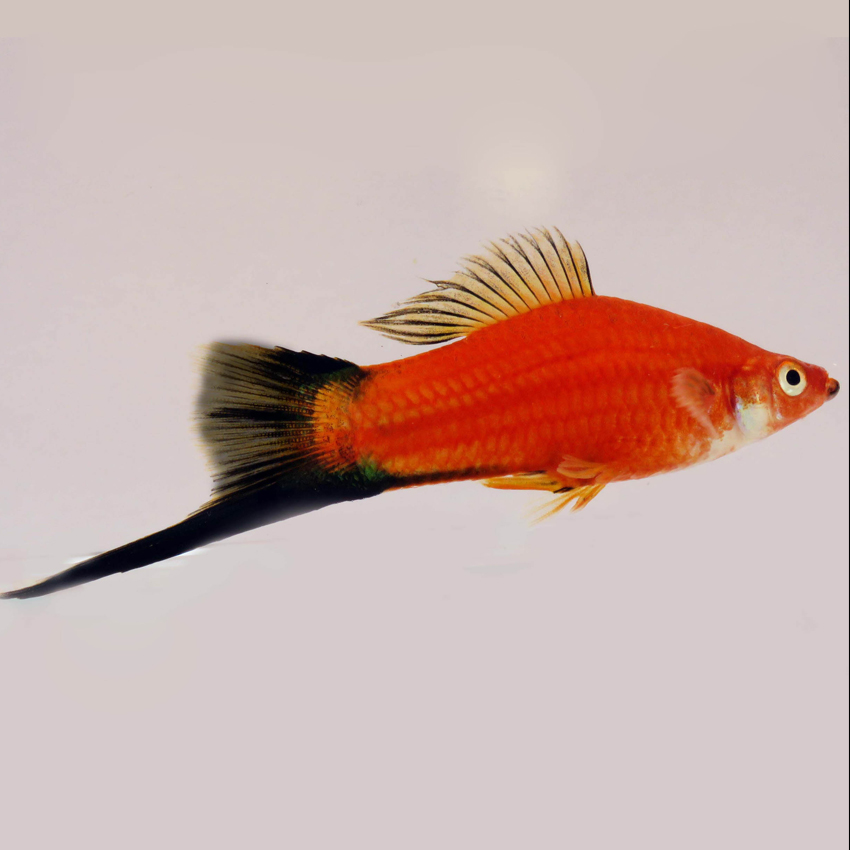 red wag swordtail